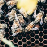 Photo API Integration