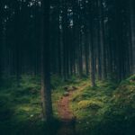 Photo Active Directory Forest