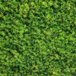 Photo AI in Environmental Sustainability: Innovative Solutions for a Greener Future