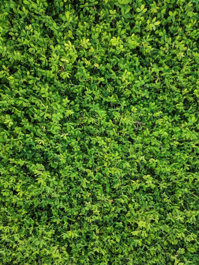 Photo AI in Environmental Sustainability: Innovative Solutions for a Greener Future