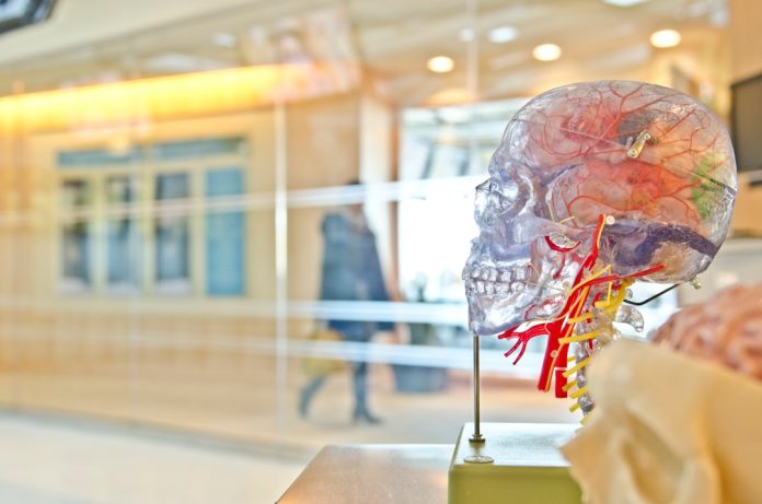 Photo Brain circuitry