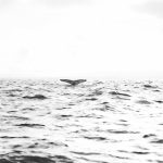 Photo What is a Crypto Whale?