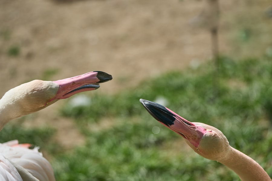 Smartphone evolution