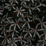 Innovations in Advanced Materials: 174 – The Future ahead Photo Graphene production