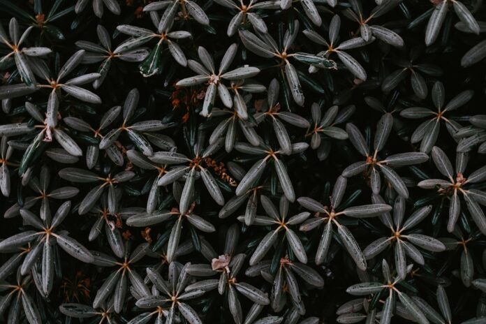 Photo Graphene production