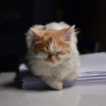 Photo AI Assistant