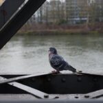 Photo Drone surveillance