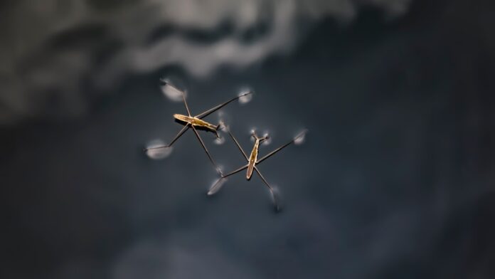 Photo Drone strike