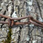 Photo Authority Links